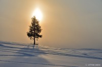 /album/%e3%83%95%e3%82%a9%e3%83%88%e3%82%ae%e3%83%a3%e3%83%a9%e3%83%aa%e3%83%bc/%e4%b8%98%e3%82%92%e9%a3%be%e3%82%8b%e5%a4%95%e6%9a%ae%e3%82%8c%e3%81%ae%e6%9c%a8%e3%81%9f%e3%81%a1-jpg/