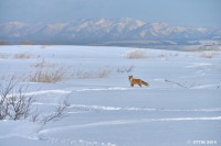 /album/%e3%83%95%e3%82%a9%e3%83%88%e3%82%ae%e3%83%a3%e3%83%a9%e3%83%aa%e3%83%bc/%e4%bc%9a%e3%81%84%e3%81%9f%e3%81%8b%e3%81%a3%e3%81%9f%e9%9b%aa%e5%8e%9f%e3%81%ae%e4%b8%ad%e3%81%ae%e5%90%9b1-jpg/