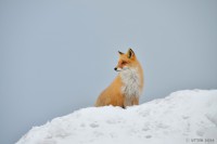 /album/%e3%83%95%e3%82%a9%e3%83%88%e3%82%ae%e3%83%a3%e3%83%a9%e3%83%aa%e3%83%bc/%e4%bc%9a%e3%81%84%e3%81%9f%e3%81%8b%e3%81%a3%e3%81%9f%e9%9b%aa%e5%8e%9f%e3%81%ae%e4%b8%ad%e3%81%ae%e5%90%9b4-jpg/