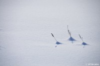 /album/%e3%83%95%e3%82%a9%e3%83%88%e3%82%ae%e3%83%a3%e3%83%a9%e3%83%aa%e3%83%bc/%e9%9b%aa%e3%81%a8%e6%9e%af%e3%82%8c%e8%8d%89-jpg/