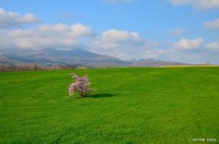 /album/%e6%98%a5/%e6%96%b0%e7%b7%91%e3%81%ae%e4%b8%80%e6%9c%ac%e6%a1%9c4-1-jpg/