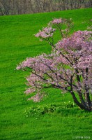 /album/%e6%98%a5/%e6%96%b0%e7%b7%91%e3%81%ae%e4%b8%80%e6%9c%ac%e6%a1%9c2-2-jpg1/