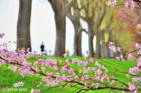 /album/%e6%98%a5/%e6%a1%9c%e3%83%88%e3%83%b3%e3%83%8d%e3%83%ab5-jpg/