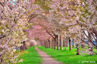 /album/%e6%98%a5/%e6%a1%9c%e3%83%88%e3%83%b3%e3%83%8d%e3%83%ab3-jpg/