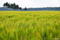 /album/%e5%a4%8f/dsc-7481-jpg/