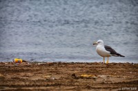 /album/%e6%98%a5/%e6%98%a5%e3%81%ae%e6%b5%b7%e5%b2%b86-jpg/