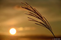 /album/%e7%a7%8b/%e5%a4%95%e9%99%bd%e3%81%a8%e3%80%81%e7%b5%b5%e3%81%ab%e3%81%aa%e3%82%8b%e3%82%b9%e3%82%b9%e3%82%ad-jpg/