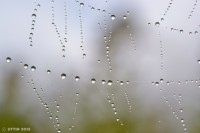 /album/%e7%a7%8b/%e6%99%82%e9%9b%a8%e3%81%ae%e8%b4%88%e3%82%8a%e7%89%a93-jpg/