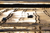 /album/%e6%98%a5/a1dsc-19521-2-jpg/