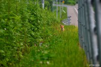 /album/%e5%a4%8f/%e9%81%93%e7%ab%af%e3%81%ab%e7%8f%be%e3%82%8c%e3%81%9f%e5%8f%af%e6%84%9b%e3%81%84%e3%82%84%e3%81%a4%ef%bc%be%ef%bc%be-jpg/