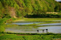 /album/%e5%a4%8f/%e3%81%ae%e3%81%a9%e3%81%8b%e3%81%aa%e7%94%b0%e5%9c%92%e9%a2%a8%e6%99%af%ef%bd%9e%e7%9f%b3%e7%8b%a9%e5%b8%82%e5%8e%9a%e7%94%b0%ef%bd%9e1-jpg/