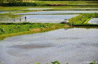 /album/%e5%a4%8f/%e3%81%ae%e3%81%a9%e3%81%8b%e3%81%aa%e7%94%b0%e5%9c%92%e9%a2%a8%e6%99%af%ef%bd%9e%e7%9f%b3%e7%8b%a9%e5%b8%82%e5%8e%9a%e7%94%b0%ef%bd%9e2-jpg/