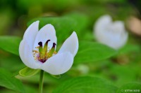 /album/%e5%a4%8f/%ef%bc%96%e6%9c%88%e3%81%ab%e5%92%b2%e3%81%8f%e5%b0%8f%e3%81%95%e3%81%aa%e8%8a%b1%e3%81%9f%e3%81%a11-jpg/