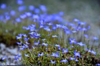 /album/%e5%a4%8f/%ef%bc%96%e6%9c%88%e3%81%ab%e5%92%b2%e3%81%8f%e5%b0%8f%e3%81%95%e3%81%aa%e8%8a%b1%e3%81%9f%e3%81%a12-jpg/