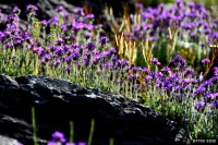 /album/%e5%a4%8f/%ef%bc%96%e6%9c%88%e3%81%ab%e5%92%b2%e3%81%8f%e5%b0%8f%e3%81%95%e3%81%aa%e8%8a%b1%e3%81%9f%e3%81%a13-jpg/