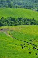 /album/%e5%a4%8f/%e6%94%be%e7%89%a7%ef%bd%9e%e4%b8%b8%e5%8a%a0%e9%ab%98%e5%8e%9f%e3%81%ae%e5%a4%8fpart%ef%bc%94%ef%bd%9e1-jpg/