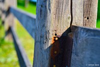 /album/%e5%a4%8f/%e6%94%be%e7%89%a7%ef%bd%9e%e4%b8%b8%e5%8a%a0%e9%ab%98%e5%8e%9f%e3%81%ae%e5%a4%8fpart%ef%bc%94%ef%bd%9e3-jpg/