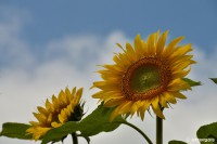 /album/%e5%a4%8f/a1-jpg/