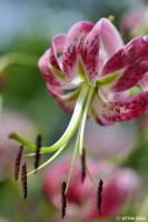 /album/%e5%a4%8f/%e9%b9%bf%e3%81%ae%e5%ad%90%e3%83%a6%e3%83%aa1-jpg/