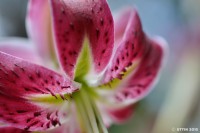 /album/%e5%a4%8f/%e9%b9%bf%e3%81%ae%e5%ad%90%e3%83%a6%e3%83%aa2-jpg/