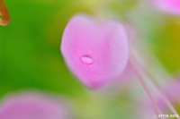 /album/%e5%a4%8f/%e7%a7%8b%e9%a2%a8%e3%81%af%e8%8a%b1%e3%81%b3%e3%82%89%e3%82%92%e6%8f%ba%e3%82%89%e3%81%97%e3%81%a6%e3%83%bb%e3%83%bb%e3%83%bb-jpg/