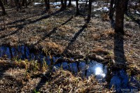 /album/%e6%98%a5/%e5%b0%8f%e5%b7%9d%e3%81%ab%e6%98%a0%e3%81%a3%e3%81%9f%e6%98%a5%e3%82%ad%e3%83%a9%e3%83%a9-jpg/