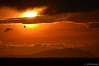 /album/photo-gallery-silhouette/%e5%a4%95%e9%99%bd%e3%81%a8%e3%82%ab%e3%83%a2%e3%83%a12-jpg/