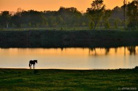 /album/photo-gallery-silhouette/%e8%8d%89%e5%8e%9f%e3%81%a7%e3%81%9f%e3%81%9f%e3%81%9a%e3%82%80%e9%a6%ac%e3%81%ae%e3%82%b7%e3%83%ab%e3%82%a8%e3%83%83%e3%83%88-jpg1/