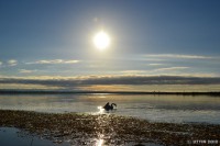 /album/photo-gallery-silhouette/%e6%9c%9d%e9%99%bd%e3%81%a7%e6%af%9b%e3%81%a5%e3%81%8f%e3%82%8d%e3%81%842-jpg/