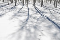 /album/photo-gallery-silhouette/%e9%9d%92%e7%a9%ba%e2%80%a6%e6%b0%97%e6%8c%81%e3%81%a1%e3%81%84%e3%81%842-jpg/