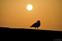 /album/photo-gallery-silhouette/%e5%b5%90%e6%98%8e%e3%81%91%e3%81%ae%e6%b5%9c3-jpg/