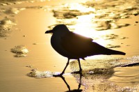 /album/photo-gallery-silhouette/%e7%b4%85%e3%81%ae%e3%82%ab%e3%83%a2%e3%83%a1-jpg/