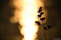 /album/photo-gallery-silhouette/%e5%ae%9d%e7%9f%b3%e3%81%8c%e6%95%a3%e3%82%8a%e3%81%b0%e3%82%81%e3%82%89%e3%82%8c%e3%81%9f%e6%b5%b7%e3%81%a8%e7%b6%ba%e9%ba%97%e3%81%aa%e5%a4%95%e9%99%bd4-jpg1/