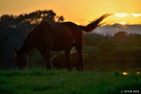 /album/photo-gallery-silhouette/%e9%a6%ac%e3%81%ae%e9%a2%a8%e6%99%af-jpg/