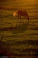 /album/photo-gallery-silhouette/a3-jpg1/