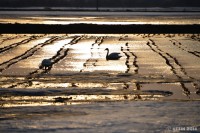 /album/photo-gallery-silhouette/%e5%ad%a3%e7%af%80%e3%82%92%e6%b8%a1%e3%82%8b%e6%97%85%e4%ba%ba3-jpg/