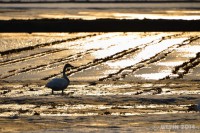 /album/photo-gallery-silhouette/%e5%ad%a3%e7%af%80%e3%82%92%e6%b8%a1%e3%82%8b%e6%97%85%e4%ba%ba-jpg/