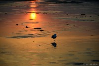 /album/photo-gallery-silhouette/%e7%9c%9f%e7%b4%85%e3%81%ab%e6%9f%93%e3%81%be%e3%82%8b%e6%98%a5%e3%81%ae%e7%a0%82%e6%b5%9c-jpg/