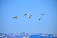 /album/%e6%98%a5/a1dsc-2580-jpg/