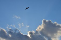 /album/photo-gallery-silhouette/%e6%98%a5%e3%81%af%e7%94%9f%e5%91%bd%e3%81%8c%e5%8a%9b%e5%bc%b7%e3%81%84%e5%ad%a3%e7%af%803-jpg/