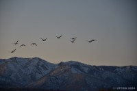 /album/%e6%98%a5/a2-jpg2/