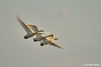 /album/%e6%98%a5/a4-jpg1/