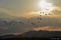 /album/photo-gallery-silhouette/a2-2-jpg1/