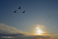 /album/photo-gallery-silhouette/%e5%a4%95%e6%99%af%e3%82%92%e9%a3%be%e3%82%8b%e6%97%85%e4%ba%ba%e3%81%9f%e3%81%a1-jpg/