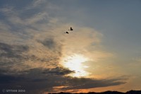 /album/photo-gallery-silhouette/a2-7-jpg/