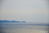 /album/%e6%98%a5/%e7%a5%9e%e5%a8%81%ef%bc%88%e3%81%8b%e3%82%80%e3%81%84%ef%bc%89%e3%81%ae%e9%a2%a8%e3%81%ab%e8%88%9e%e3%81%86-jpg/