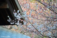 /album/%e6%98%a5/%e6%a1%9c%e3%81%bb%e3%81%93%e3%82%8d%e3%81%b6%e5%8c%97%e6%b5%b7%e9%81%93%e7%a5%9e%e5%ae%ae-jpg/