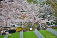 /album/%e6%98%a5/a1dsc-4014-jpg/