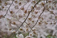 /album/%e6%98%a5/a1dsc-4023-jpg/