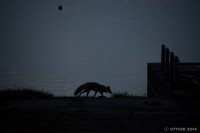 /album/photo-gallery-silhouette/%e5%a4%95%e6%9a%ae%e3%82%8c%e3%81%ae%e6%ae%8b%e5%83%8f2-jpg/